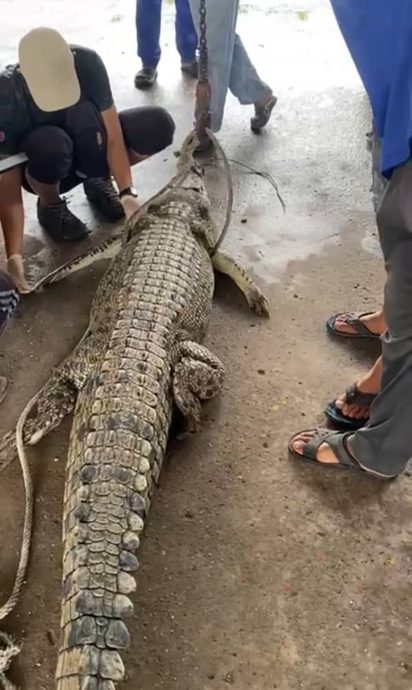 太平双溪吉隆河 鳄鱼误入鱼网被缠死