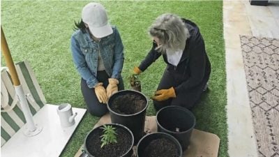 女子将爸爸骨灰混进土里　种大麻和妈妈一起吸