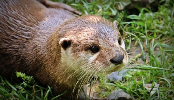 它们是生物，不是玩物！珍奇动物成新宠，助长走私猖獗