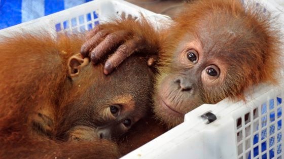 它们是生物，不是玩物！珍奇动物成新宠，助长走私猖獗