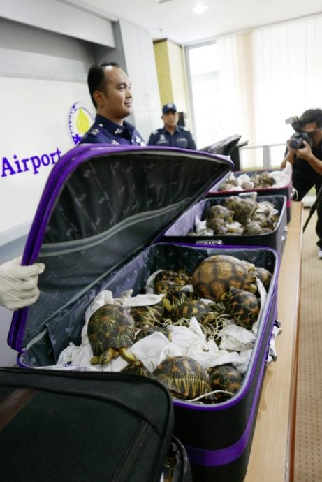 它们是生物，不是玩物！珍奇动物成新宠，助长走私猖獗