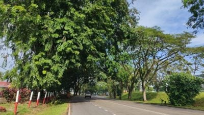 【民生特工队】暴风雨树倒砸车频传 公路使用者促当局定时修剪树木