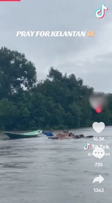 已签发（全国）吉兰丹水灾 饲主涉水领牛只往安全地 感动网民