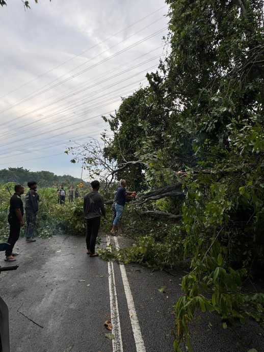 巴生午后暴雨 多地树倒砸车