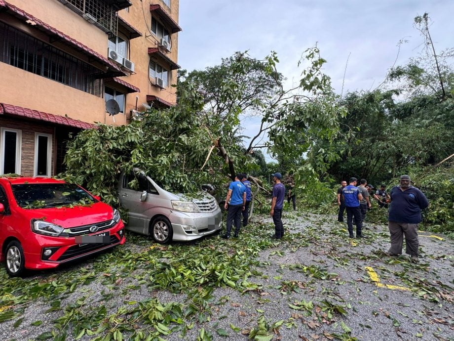 巴生午后暴雨 多地树倒砸车