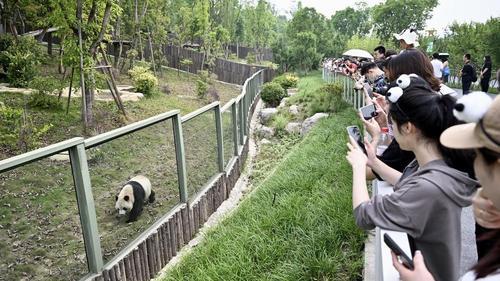 拚图)向熊猫活动场扔玩具 8岁男童被终身禁止入园