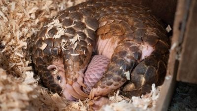 救傷穿山甲成保育生力軍 北市動物園喜迎雙寶