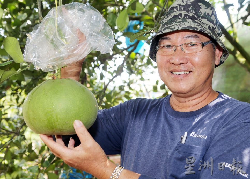 有雨季歉收 也有唱丰收   农历蛇年柚子料充足