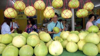 有雨季歉收 有唱丰收   农历新年柚子货源料充足