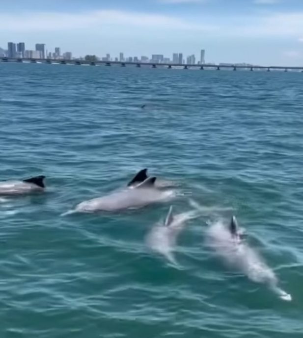 槟城海域再现海豚