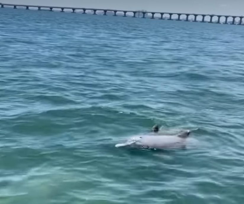 槟城海域再现海豚