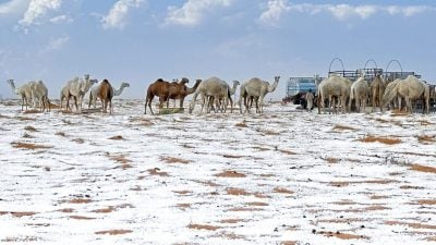 沙地阿拉伯下雪了 乾旱沙漠变银白大地