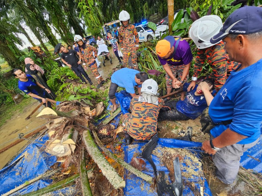 油棕树疑不敌暴风雨倒下 击伤帐篷躲雨3青少年