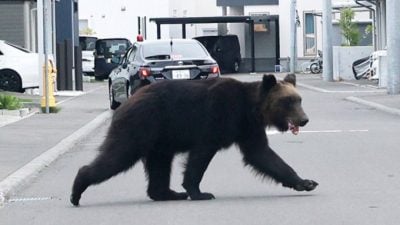 法院撤猎人持枪捕杀许可 北海道爆熊危机