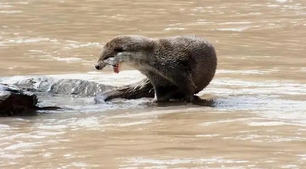 濒危物种欧亚水獭现身九寨沟 民忧破坏当地原生态