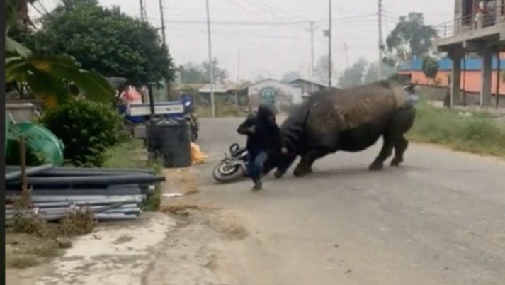 视频 | 田野犀牛突发威 “是谁打开了《野蛮游戏》？”