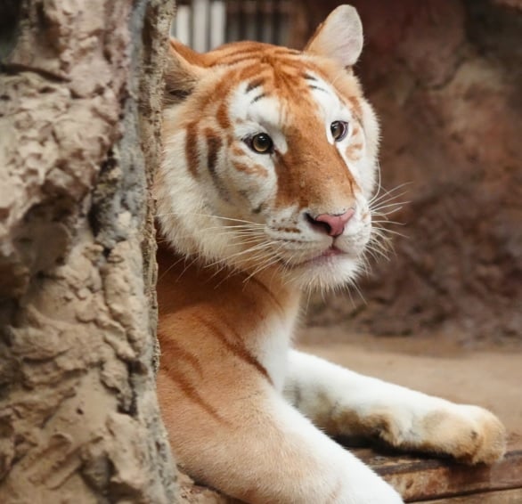 眼神清澈的大猫　清迈金虎“伊娃”萌翻了