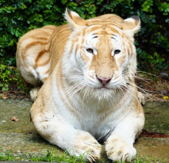 眼神清澈的大猫　清迈金虎“伊娃”萌翻了