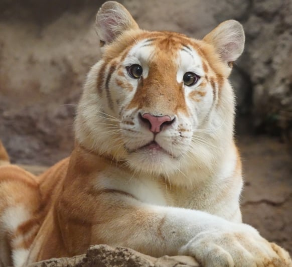 眼神清澈的大猫　清迈金虎“伊娃”萌翻了