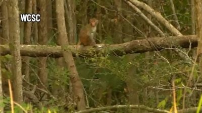 美國南卡州實驗室猴子逃脫 1只抓回　42只仍在逃