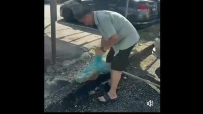 虐猫视频疯传网络 警方调查男子虐待流浪猫案件