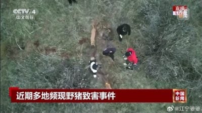 野猪泛滥成灾 专家建议修法准吃