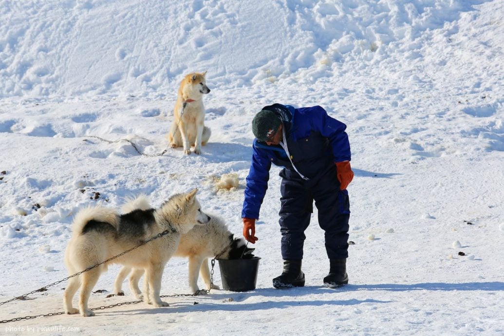 雪橇犬大屠杀！ 加拿大政府道歉并赔偿因纽特人1.43亿