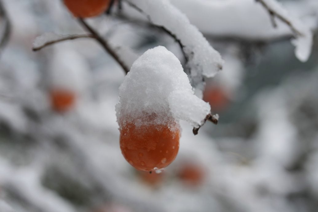 首尔初雪罕见积雪达20分分　全市发布大雪预警  