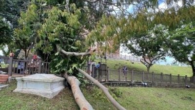 圣保罗山凌晨暴风雨  百年老树断枝压古墓