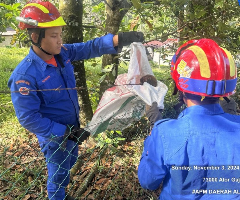 （古城封面副文）甲民防部队救下一只困在铁丝篱笆上的马来亚鼯猴