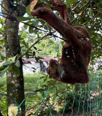 民防部队接投报施援   困铁丝篱笆 鼯猴获救