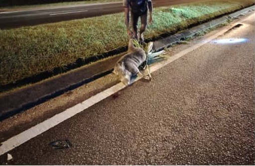 （古城版）野猪冲出马路酿意外