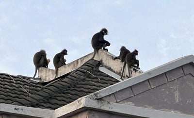 带你去找爱 | 爱护大自然让它们生存   失栖息地 猴与人争地盘