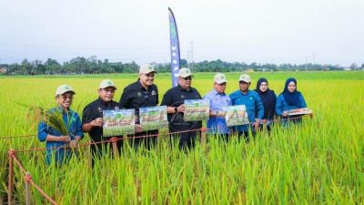 首長：潛能大收成高   MARDI推格西當新稻米品種