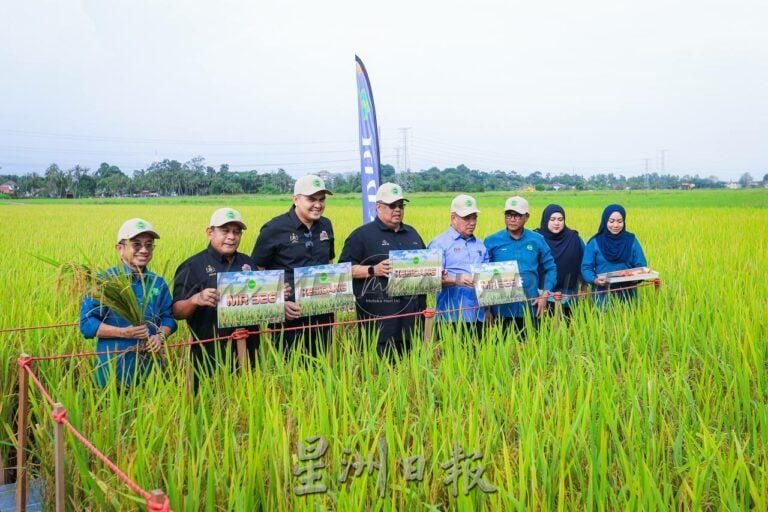 （古城第四版副文）MARDI推出格西当新稻米品种 甲冀提高稻米收成