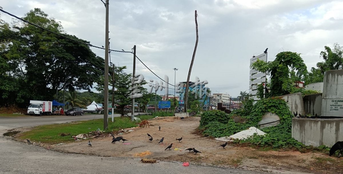 NS淡边／热心人住宅区空地喂流浪狗，却引来乌鸦群