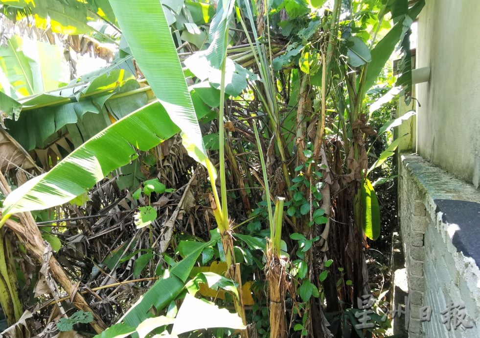 NS芙蓉／屋后一墙之隔就是树林 蛇虫常闯屋 居民住不安