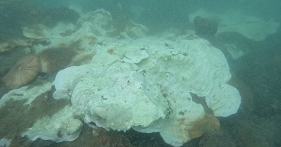 Singapore corals showing signs of recovery amid global coral bleaching event