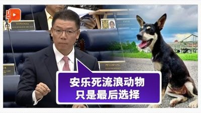 【国会一幕】Kopi狗事件引处置流浪动物课题 倪可敏说出射杀“标准”