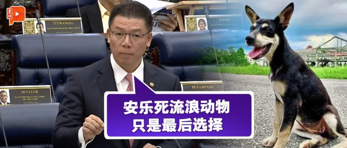 【国会一幕】Kopi狗事件引处置流浪动物课题 倪可敏说出射杀“标准”