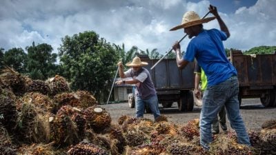 佐哈利：不包括其他领域 允24570外劳 仅限种植业