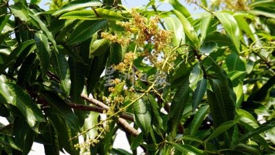 玻璃市香甜芒开花遇阵雨干扰 待1月放晴料可改善