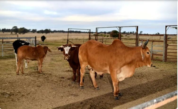 4年贸易争端快落幕──中允全面恢复红肉进口 澳总理：贸易胜利