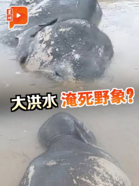 年终大水灾 | 野象尸体漂浮彭亨河 被洪水淹死？