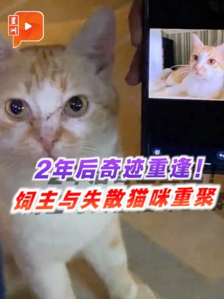 2年后奇迹重逢！饲主与失散猫咪杰瑞重聚