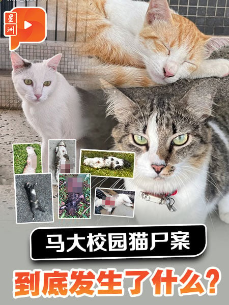 马大猫尸案真是狗的错？一次看清案件疑点和关键时间