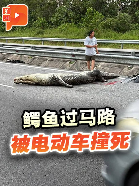 鳄鱼过马路 被电动车撞死