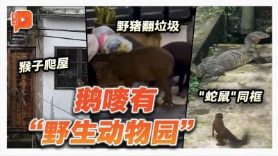 猴子四脚蛇野猪满地跑 鹅嘜有“野生动物园”