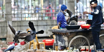 Beyond cats and dogs: The overlooked wildlife of Dhaka