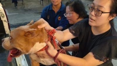 3单位联办 98狗接种狂犬病疫苗